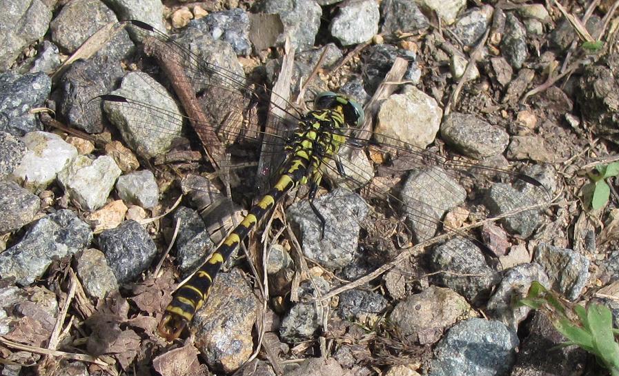 Onychogomphus forcipatus unguiculatus